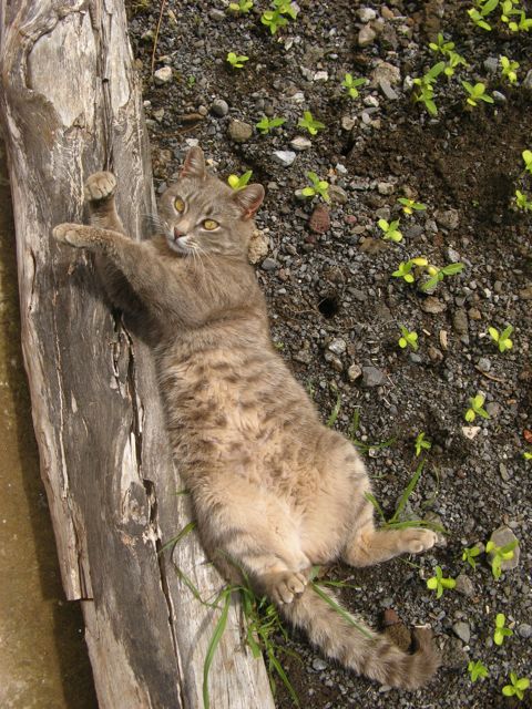 A tutaj elektra w mini slonecznikach i mini aksamitkach