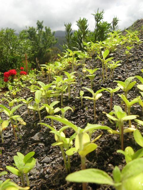 Pierwsze sloneczniki - nasionka kupilam na kielki :-)