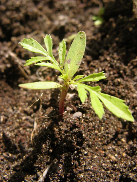 Pierwsze aksamitki lac. Tagetes