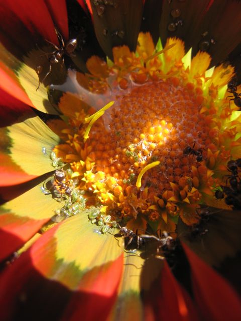 Tutaj Gazania lac. Gazania Gaertn., ktora pielegnuje w donicy