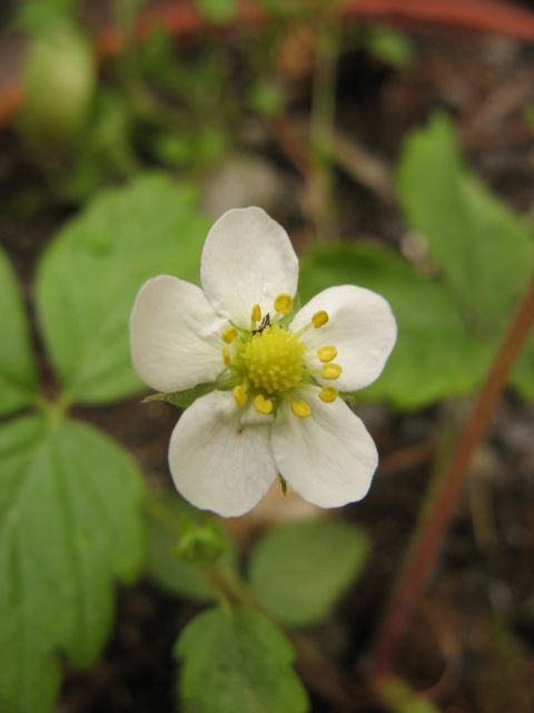 Poziomka lesna - pierwszy kwiat - w doniczce - przywiezona z Polski