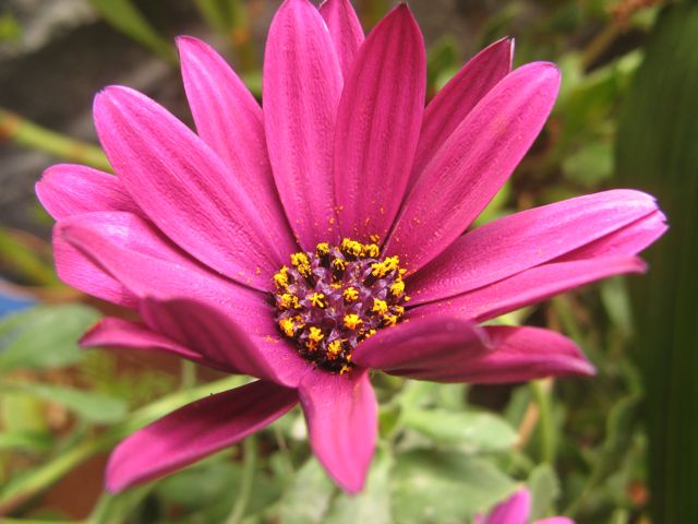 Niestety nie znam nazwy tej rosliny