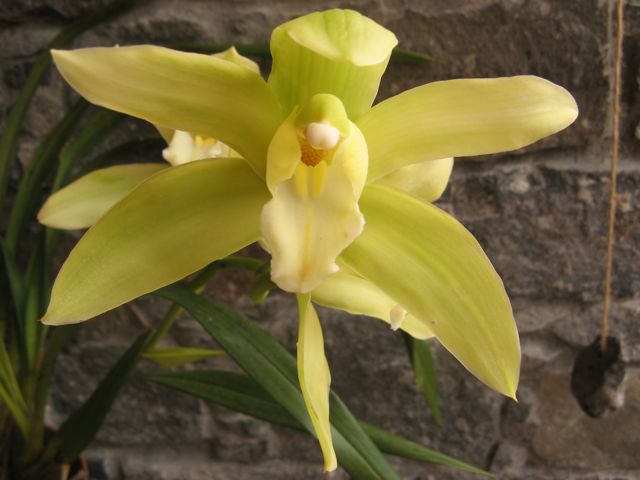 Orchidea zolta