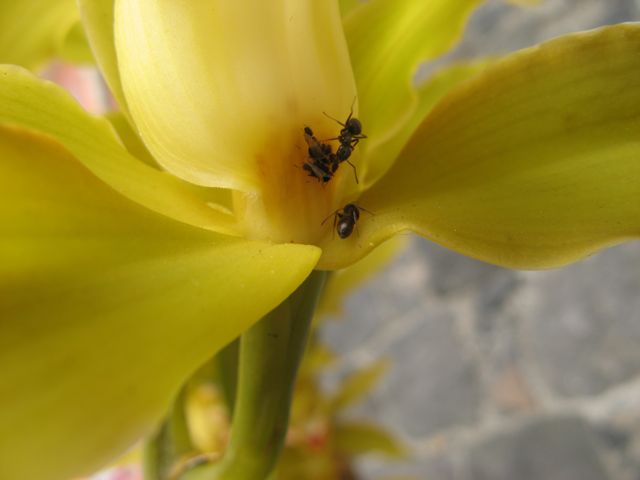 Orchidea zolta - pozywieniem dla mszyc i zajeciem dla mrowek