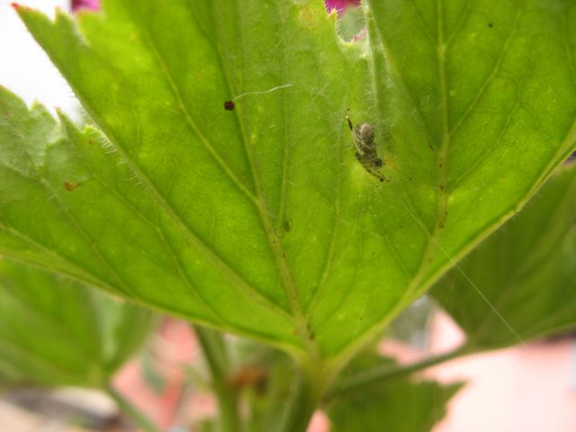 Pajak zamieszkujacy pod lisciem pelargoni