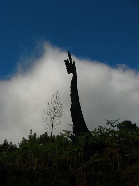 Wiosna po zeszlorocznym pozarze