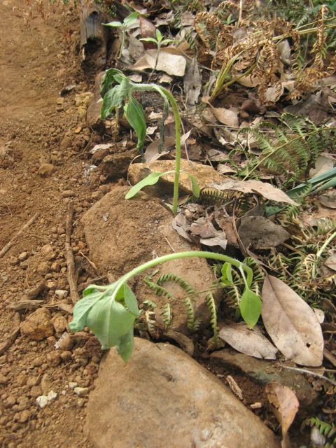 Sloneczniki pod koluderka lisci