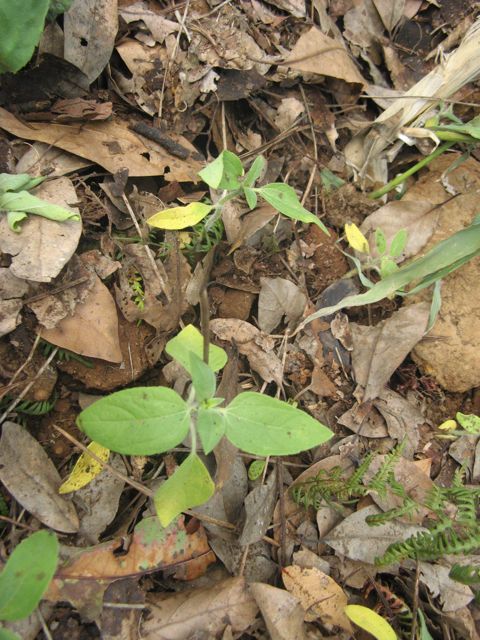 Sloneczniki pod koluderka lisci