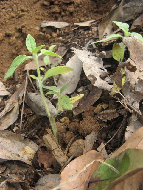 Sloneczniki pod koluderka lisci