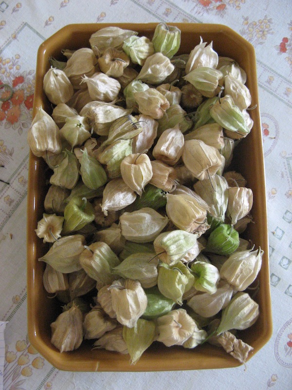 Miechunka peruwiańska w Magicznej Oazie