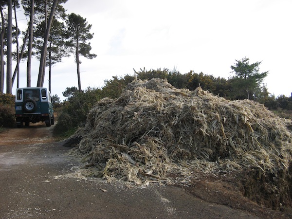 Wytloki z trzciny cukrowej