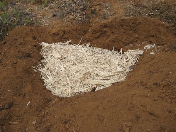 Wypelnianie kopca wytlokami z trzciny 