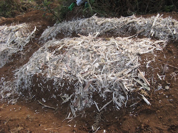 By kopce nie wysychaly w sloncu - przykrywamy je wytlokami