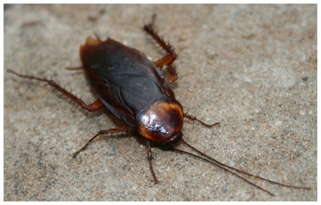 Magiczna Oaza wrozki Marii Bucardi jak zmienic pustynie w ogrod dla Matki Ziemi