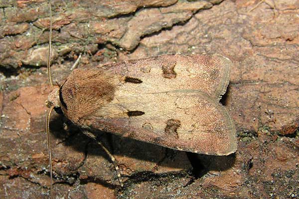 Agrotis exclamationis w Magicznej Oazie Marii Bucardi