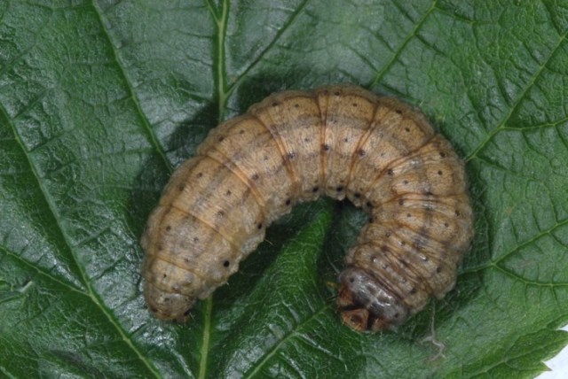 Agrotis exclamationis w Magicznej Oazie Marii Bucardi