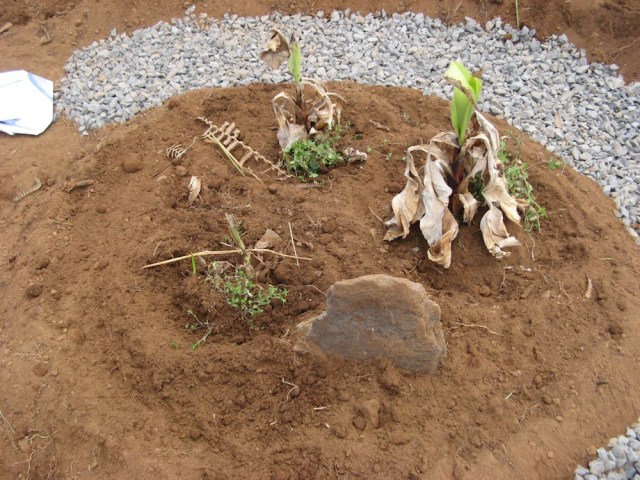 Tworzenie kopca z bananowcami