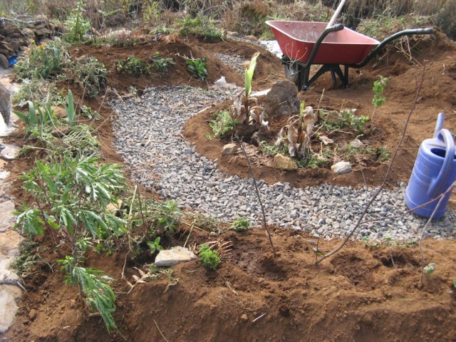 Magiczna Oaza bananowce