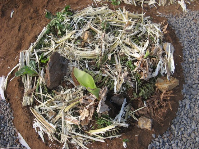 Tak wyglada kopiec z bananowcami po utworzeniu