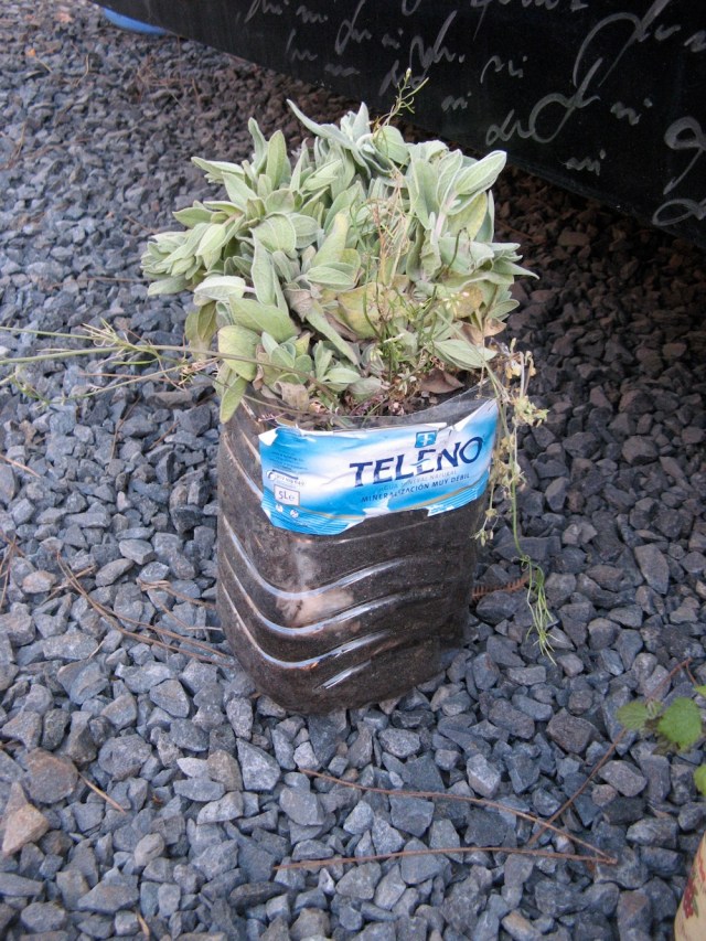 Ten Cistus przywiozlam z Hiszpanii