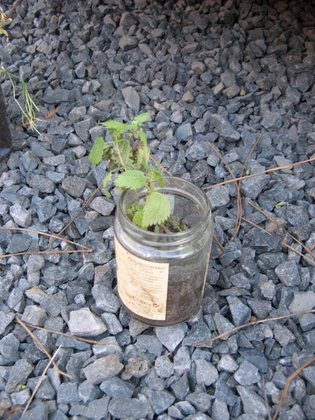 Pokrzywy przywiozlam z okolic Lizbony