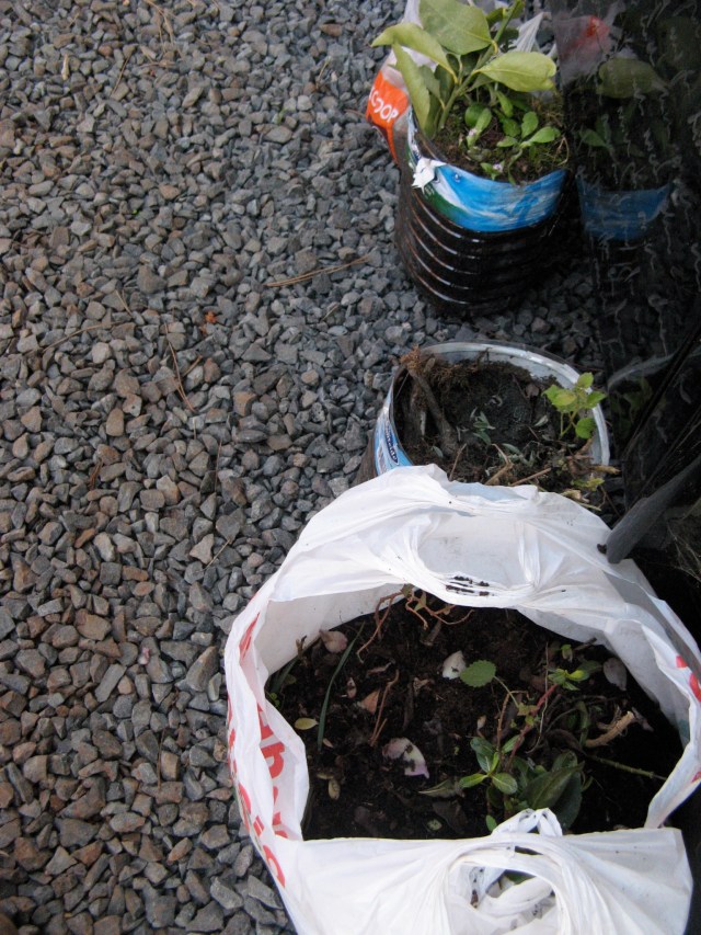 Rosliny przywiozlam z wyspy El Hierro