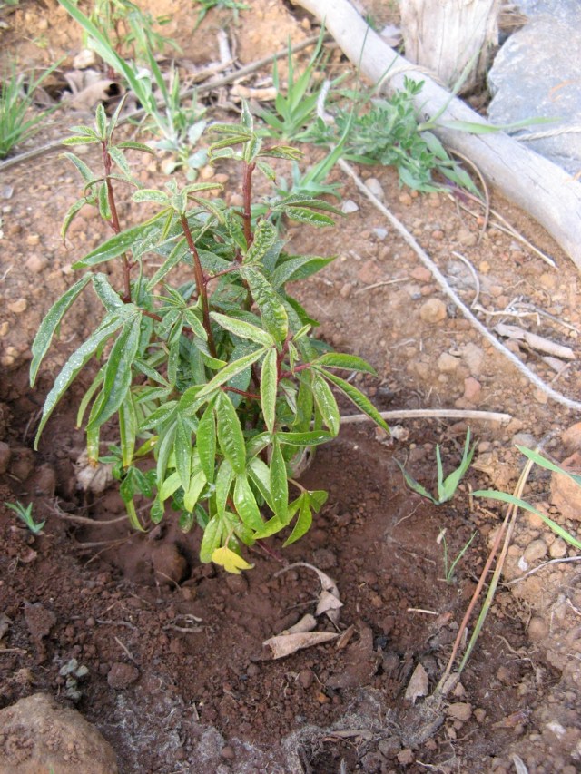 Passionflora z nasionek owocu - odmiana o owocach dlugich