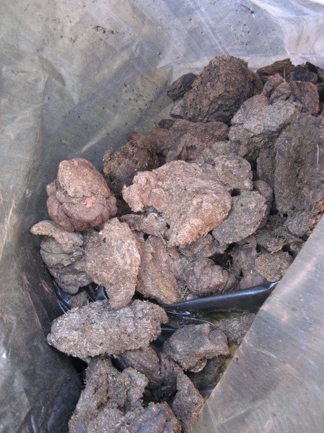 Naturalny nawoz - zebrane odchody od krowy