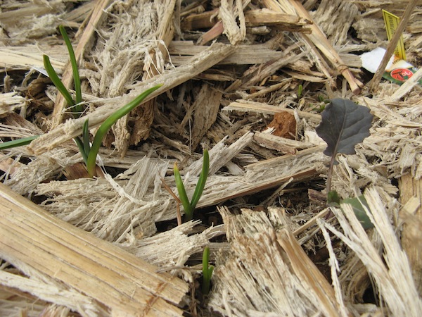 Czosnek przywieziony z Polski