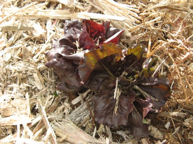 Ta salata ma az 2 lata :-) Mimo tego mozna az przez tyle czasu jesc jej pojedyncze listki