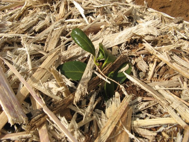 Kamelia - galazka z Lizbony zobaczymy cy sie ukorzeni