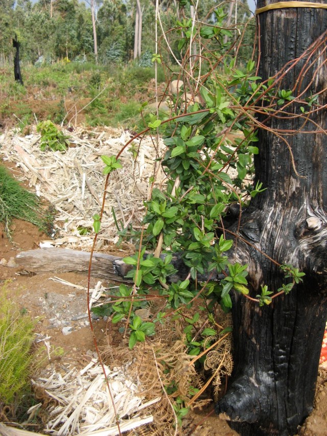 Cudowny wiciokrzew - wlasnorecznie wyrwalam go obok drogi, zanim Pan popryskal Roundupem
