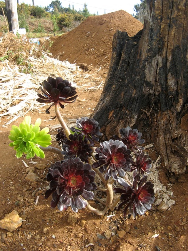 Tutejsze sukulenty - zawsze padaja ofiara srodkow roslino - chwastobojczych