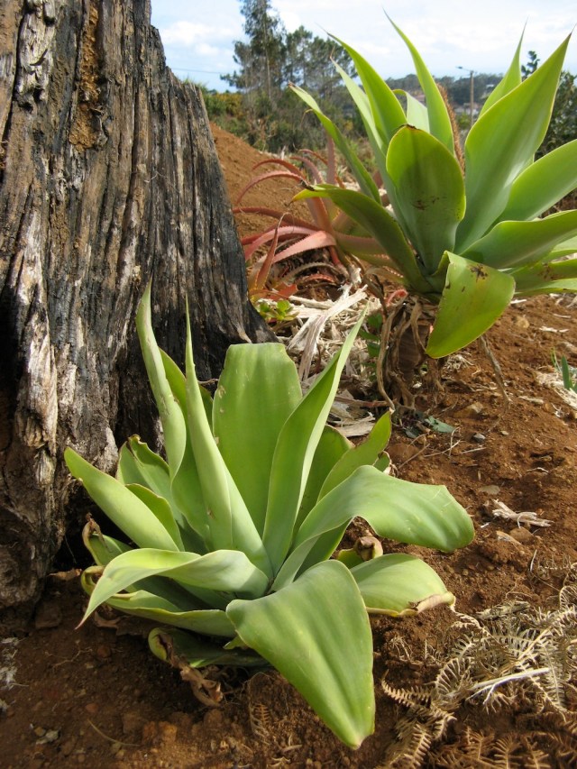 Tutejsza roslina - nie znam nazwy - obie znalezlismy bestialsko uciete, wyrzucone i wysuszone obok drogi.