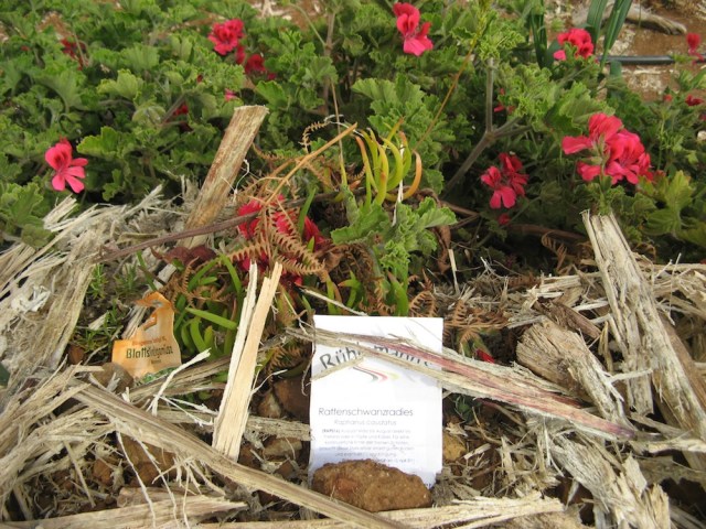 Miododajne geranie - pelne trzmieli. Plus wysiane nasiona rzadkwi Raphanus caudatus