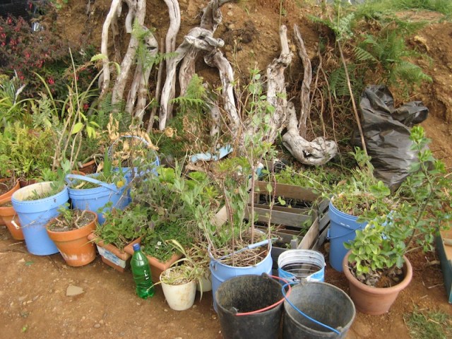 Czekaja na swoje miejsce w Magicznej Oazie