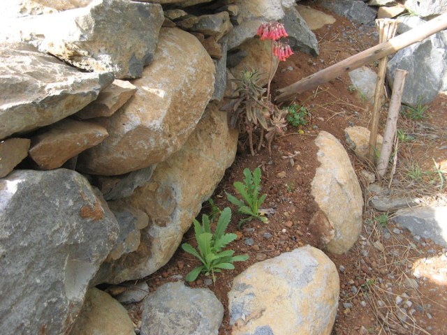 Mak (tak ten zabroniony) oraz Kalanchoe daigremontiana - uratowana obok drogi