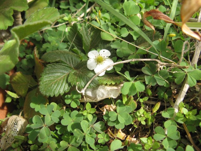 Poziomka lesna z ogrodu mojej Mamy na 30 sadzonek przetrwalo tylko 5