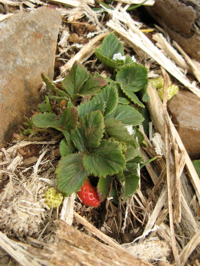 Truskawki prezent - maja juz 1,5 roku