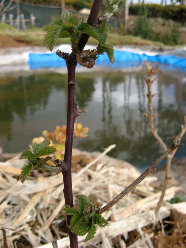 Maliny z ogrodu mojej mamy - czas aklimatyzacji ponad 1 rok!