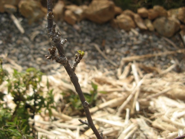 Porzeczka od mojej Mamy - czas aklimatyzacji 1 rok