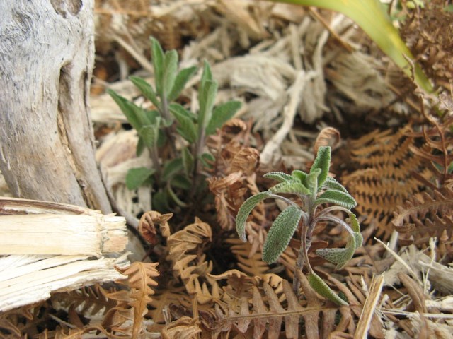 Szalwia - z polskich nasion czas kielkowania i aklimatyzacji prawie 2 lata!!!