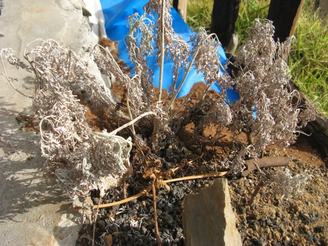 Odmiana Bylicy - Artemisia z wyspy Kanaryjskiej El Hierro - niestety na razie nie daje znakow zycia