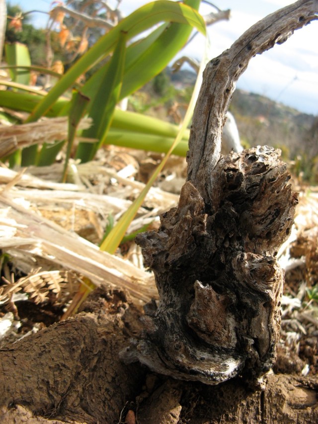 Istota Natury z El Hierro, prosila by ja zabrac