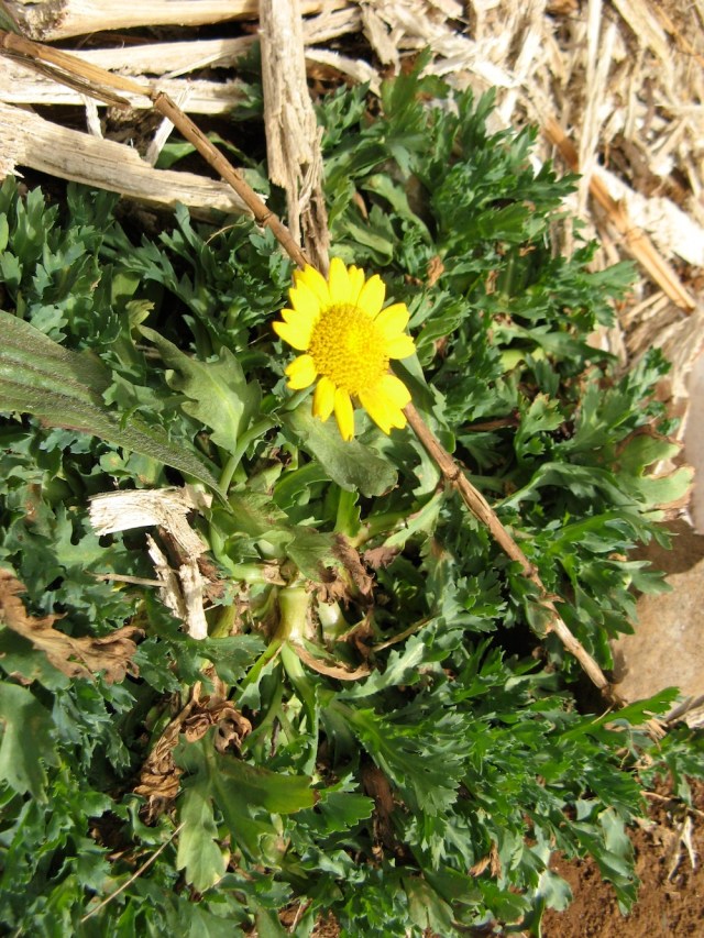 "Chwast" nie znam nazwy - znalazl jednak u nas swoje miejsce za co wdziecznie kwitnie