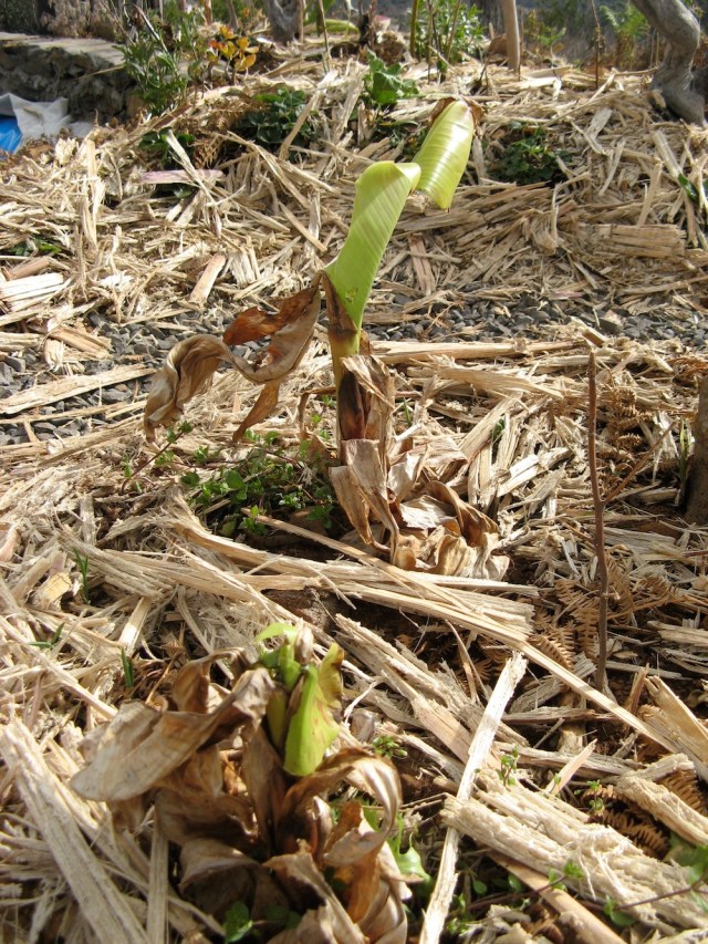 Bananowce - prezent od angielskich sasiadow. Podobno u nas jest zbyt zimno, gdyz Oaza lezy na wysokosci 725 m npm - zobaczymy