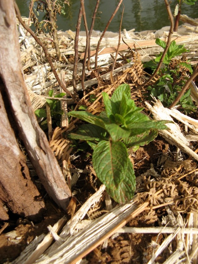 Mieta w Magicznej Oazie