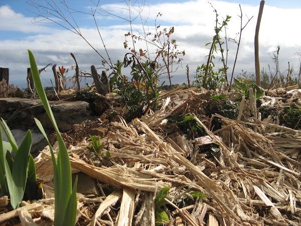 Magiczna Oaza Marii Bucardi