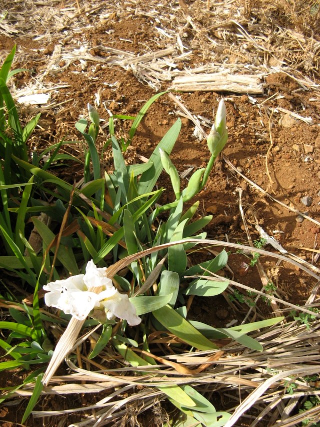 Irysy tutejsze - sa traktowane jako chwast wyrywane i wyrzucane - to znalezione na wysypisku - odzyly