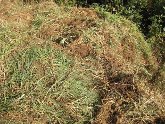 Wyrwana trawa afrykanska